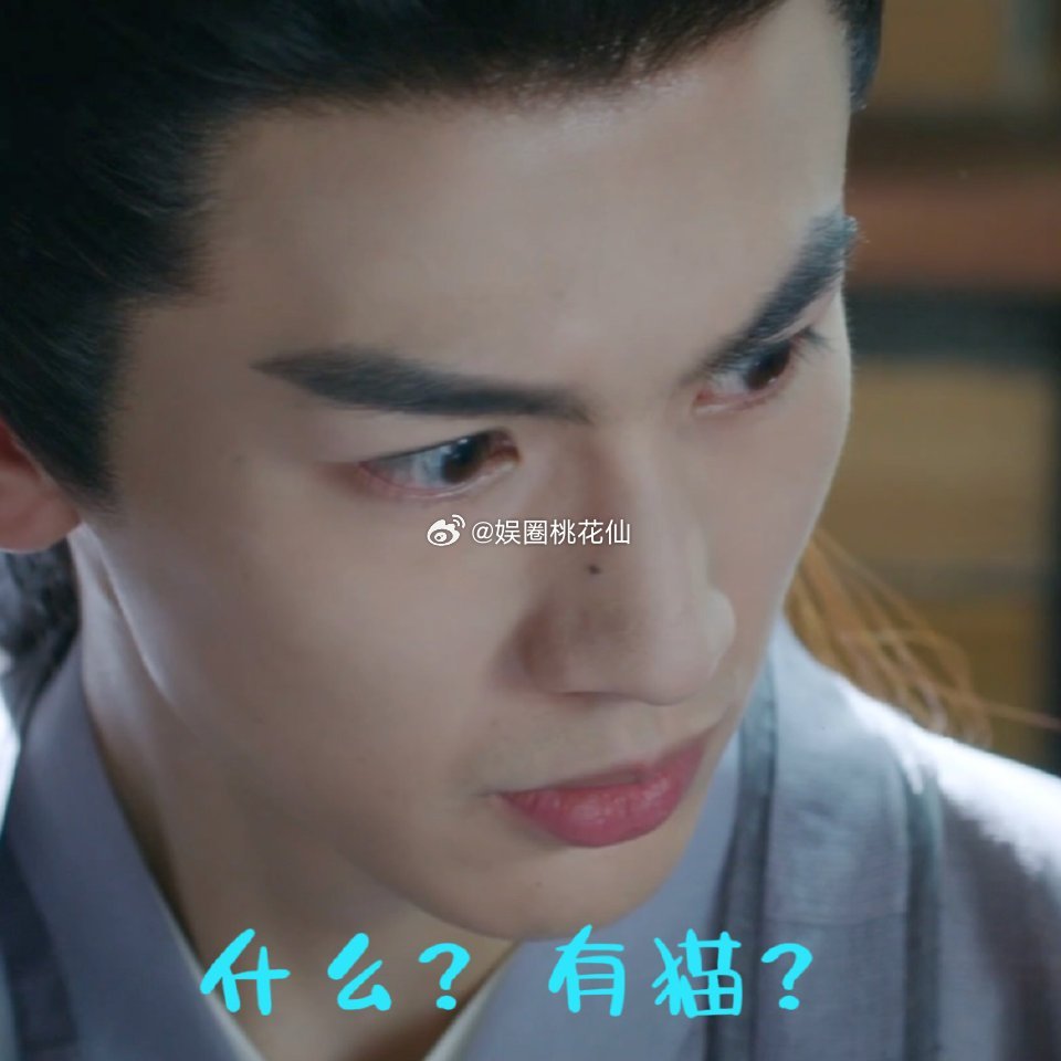 #谁家男主怕猫啊#这个场景真的好有趣，不过这只猫真的好可爱，男主怕猫的样子也是好