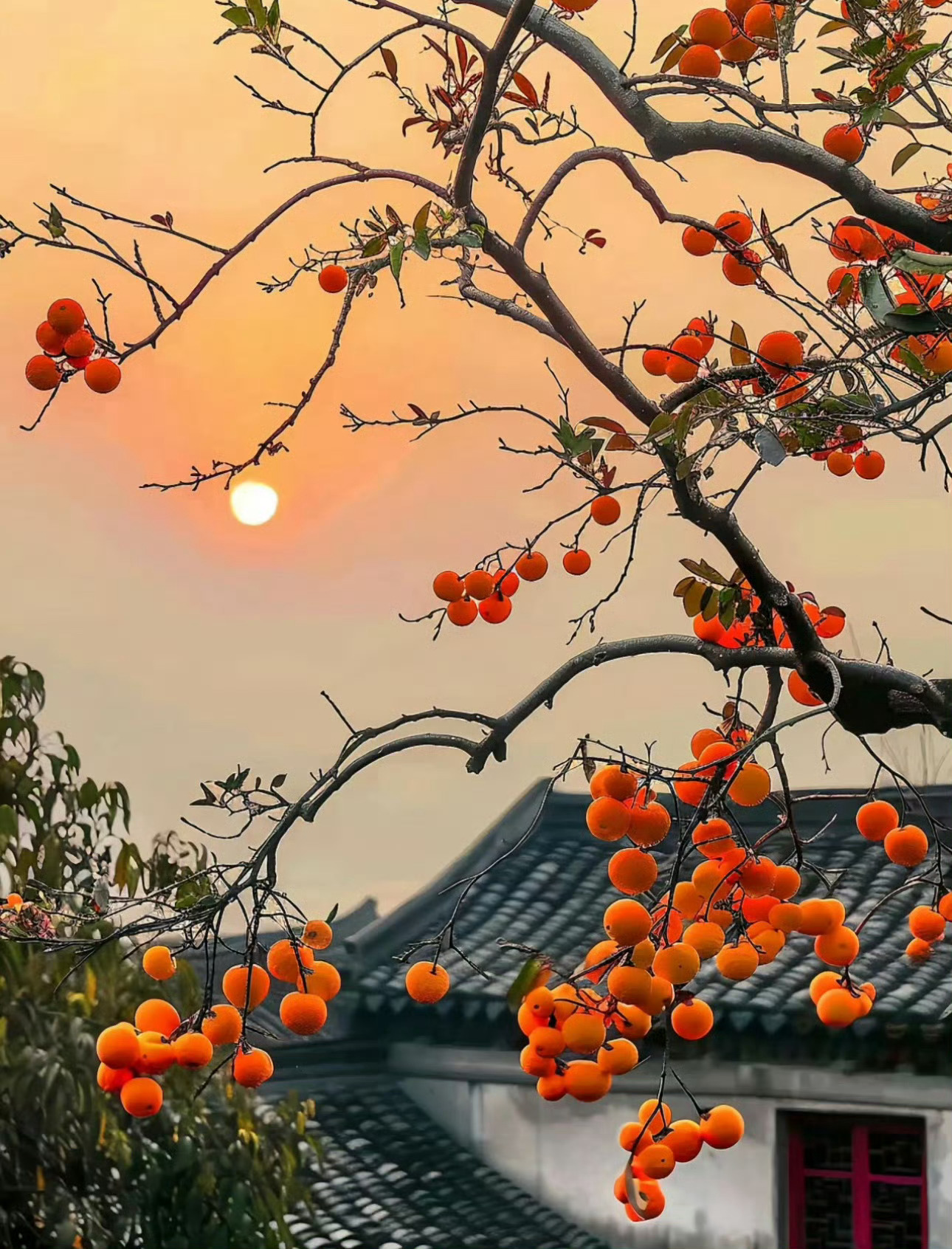 “接下来的你 柿柿如意” ​​​