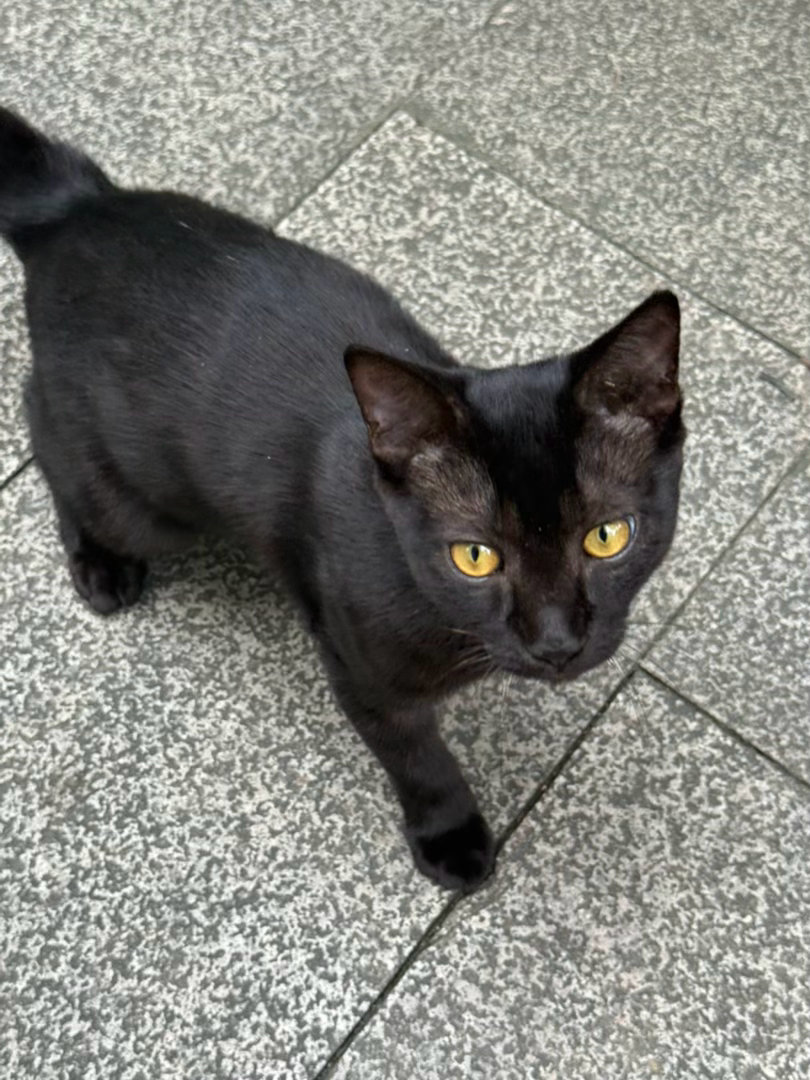 石榴与猫 ​​​