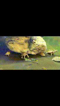 以逸待劳，守株待兔