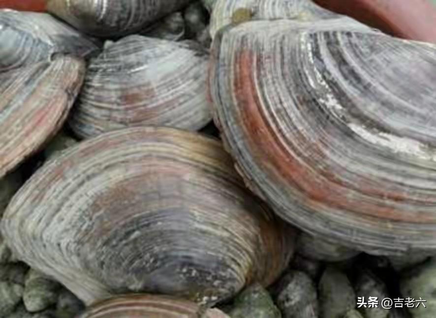 四月，风和日丽百花盛开莱花黄，正是河鲜河蚌最肥美的时候。有人说此时的蚌，吸日月之