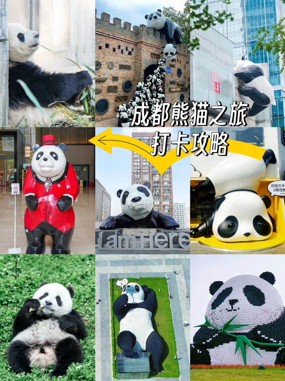 🐼成都熊猫打卡之旅 | 超萌攻略来袭🐼