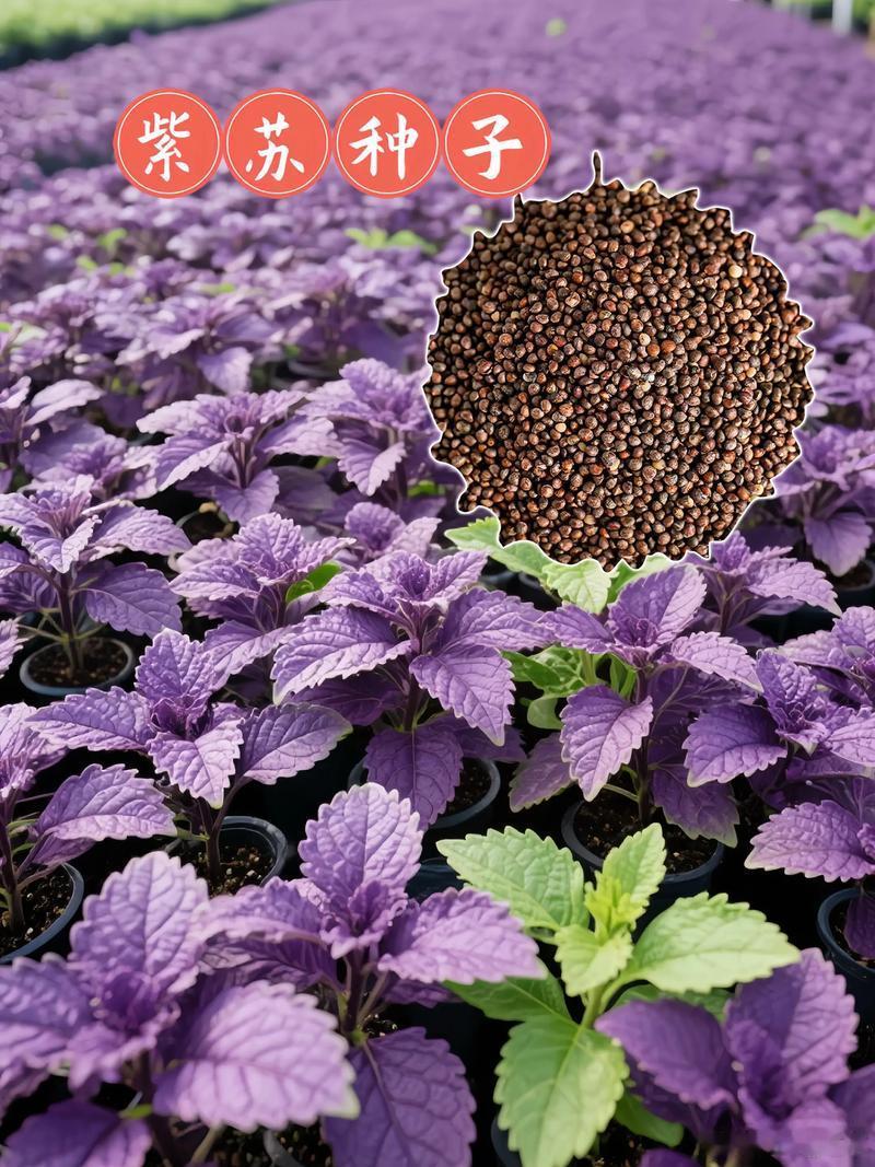 一种紫苏三味药：解毒圣手、养肝止咳、除寒行气。紫苏浑身是宝，叶子、梗、种子，处处