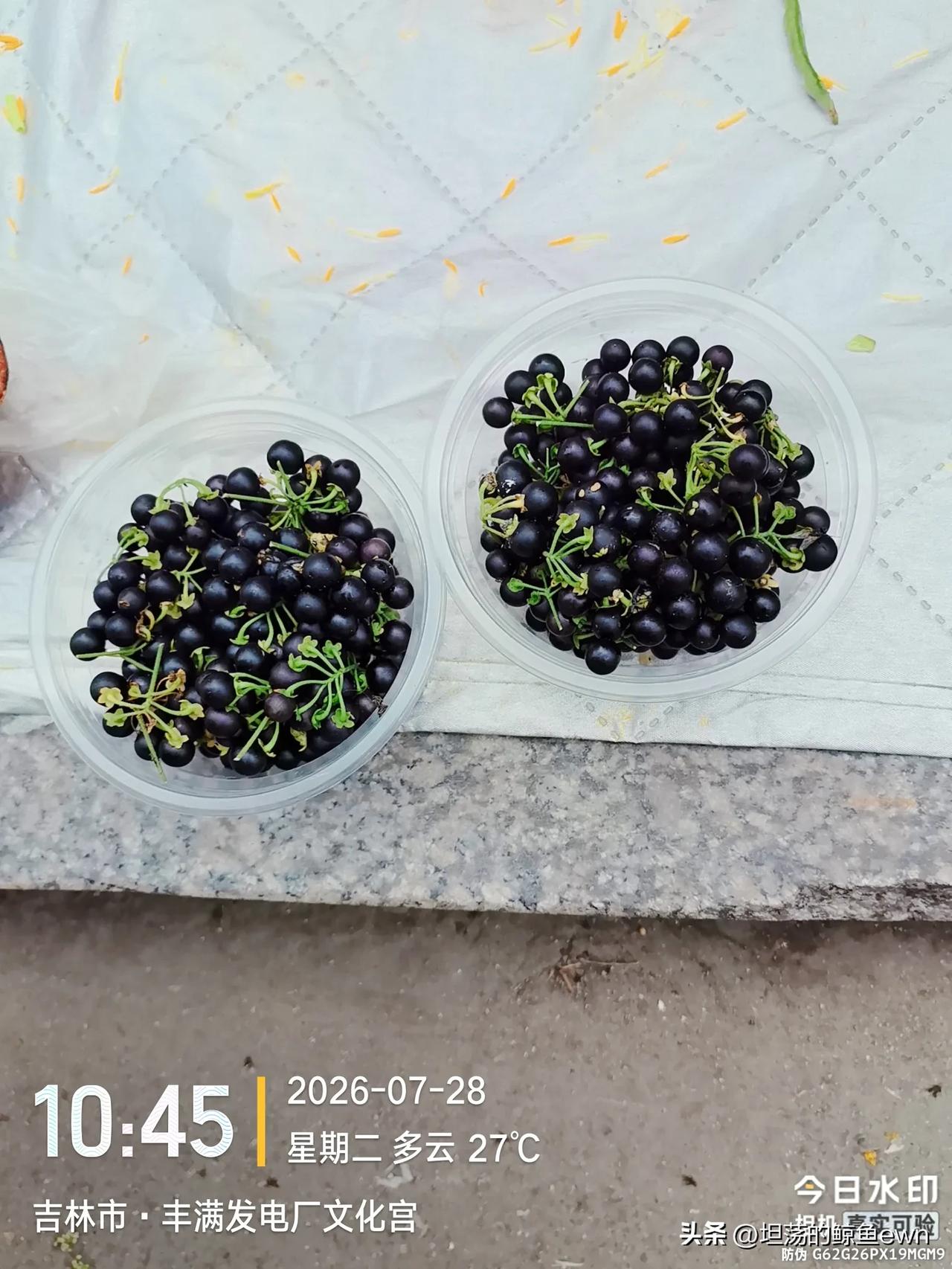 坐标吉林市， 2026年7月29日早晨05:12分，河北游客在吉林市丰满街道遇到