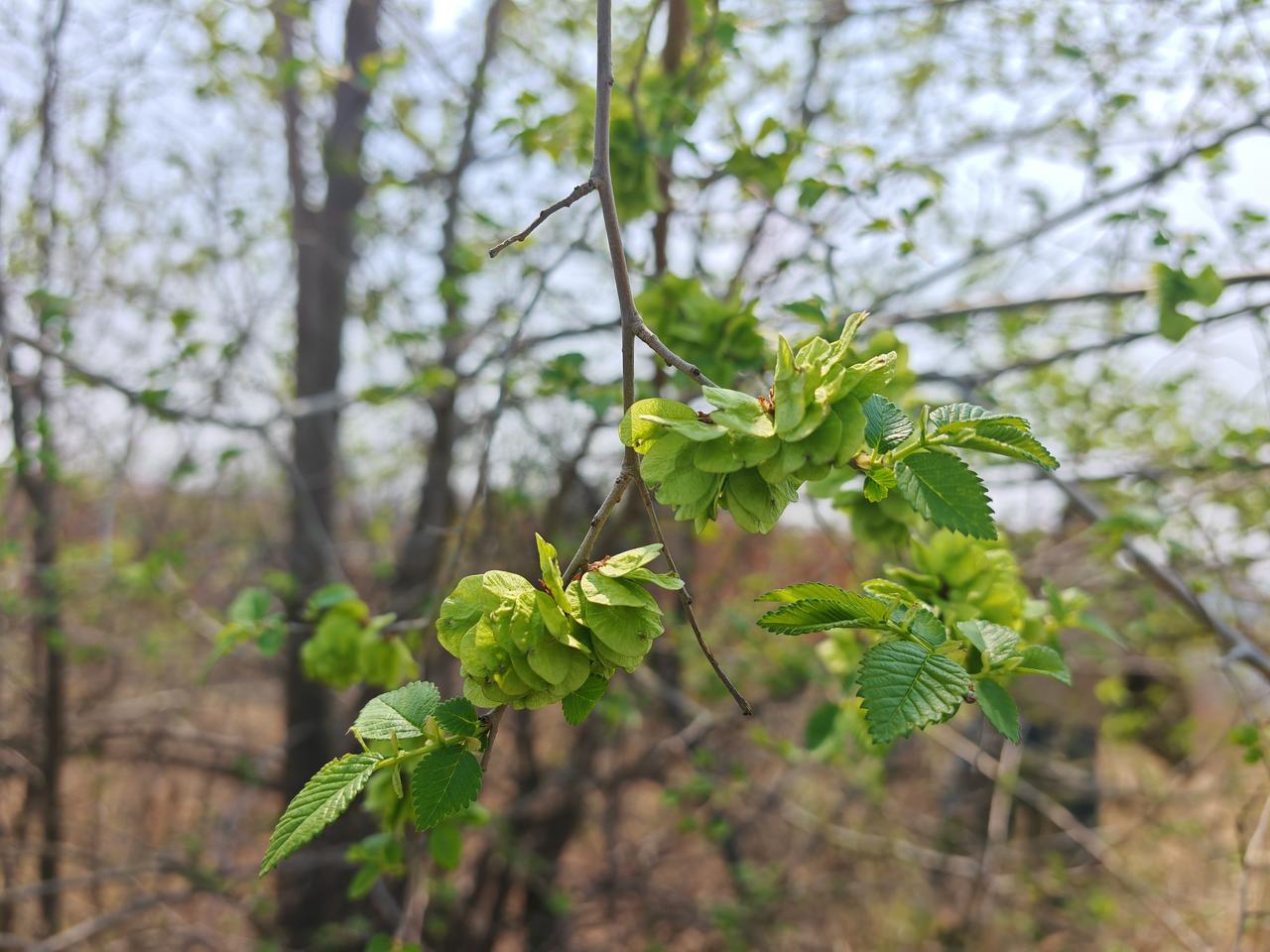 清明安康，安安然然
