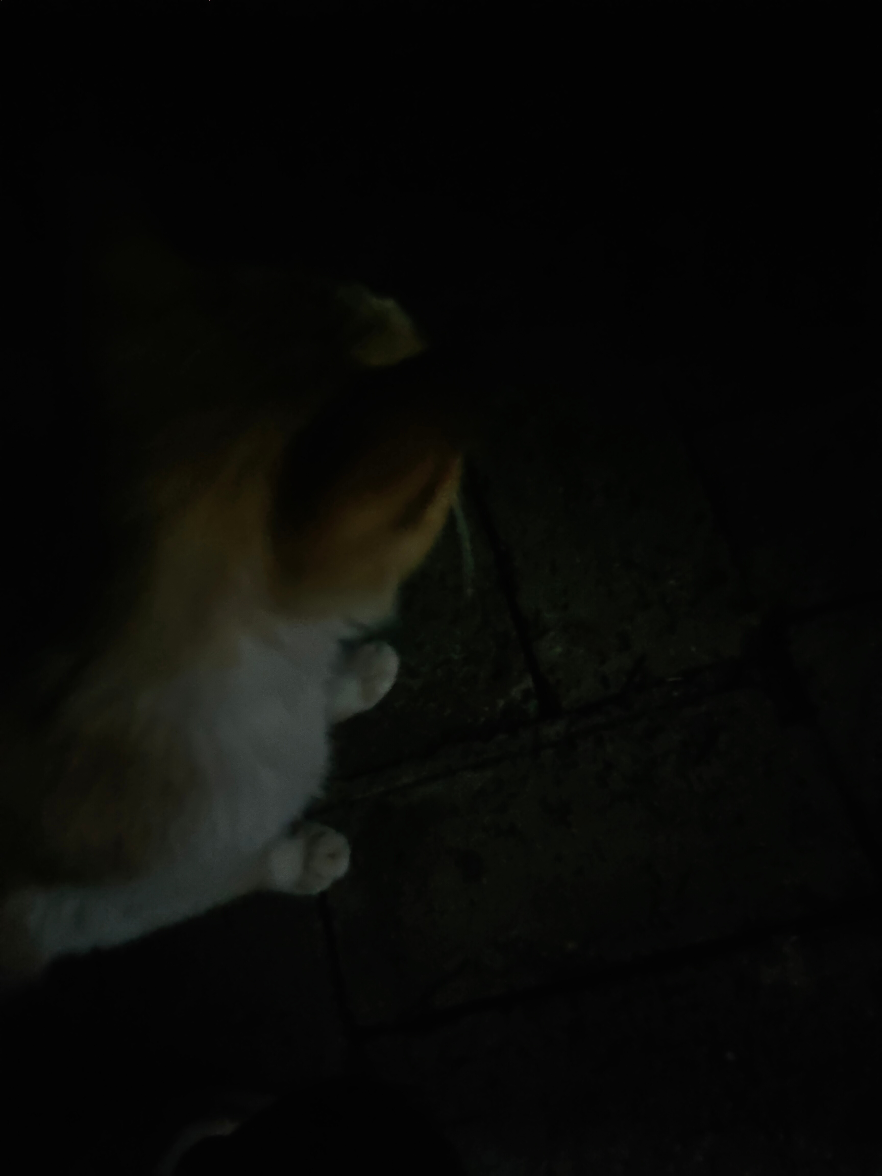 大猫让摸 小猫竟然想挠我[怒] ​​​
