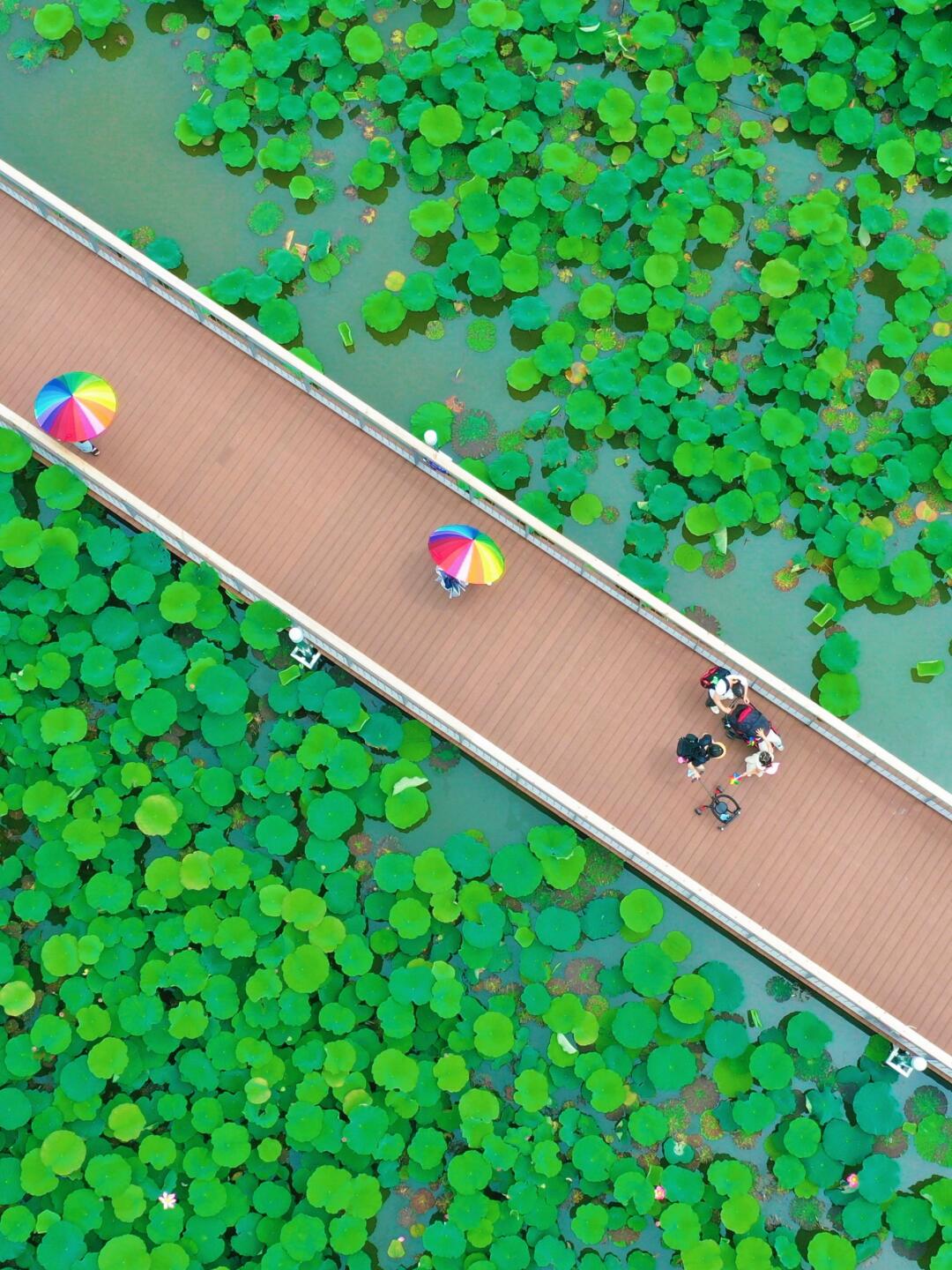 🌸端午拒绝人挤人！江浙沪出游宝藏湿地公园！