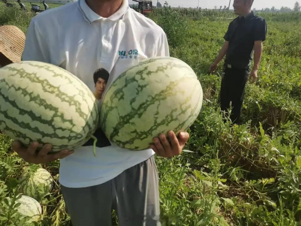 西瓜滞销村干部要求村民撤回求助莫把群众求助当作负面舆情瓜农西瓜大量积压，走官方助