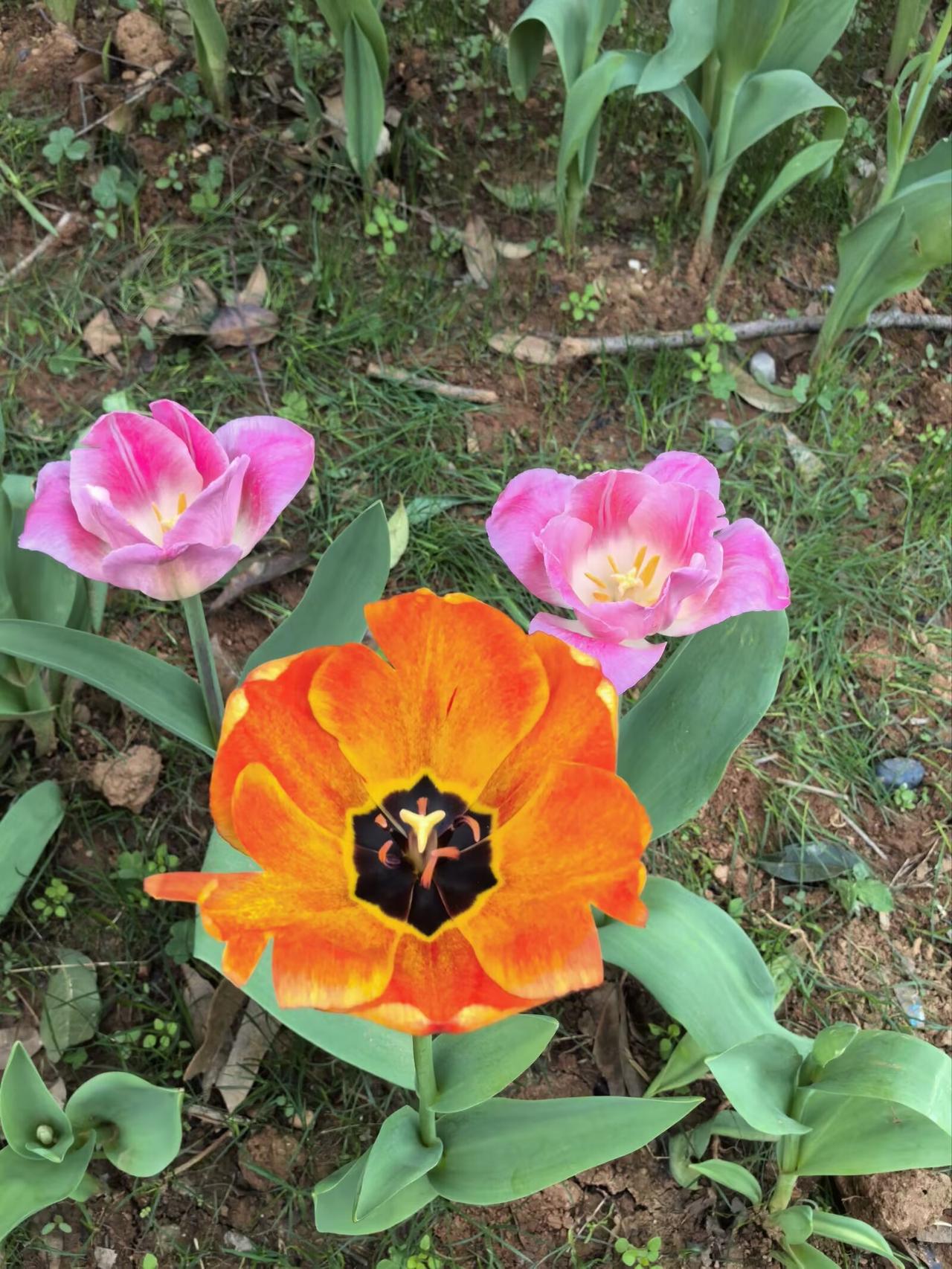 有没有漂亮的花朵图片吗