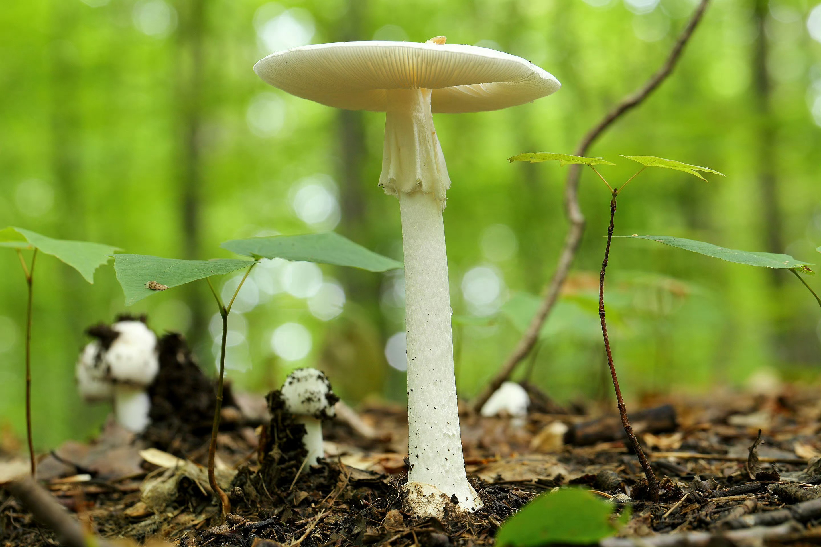 鳞柄白鹅膏（Amanita virosa），日语ドクツルタケ（毒鶴茸），dest