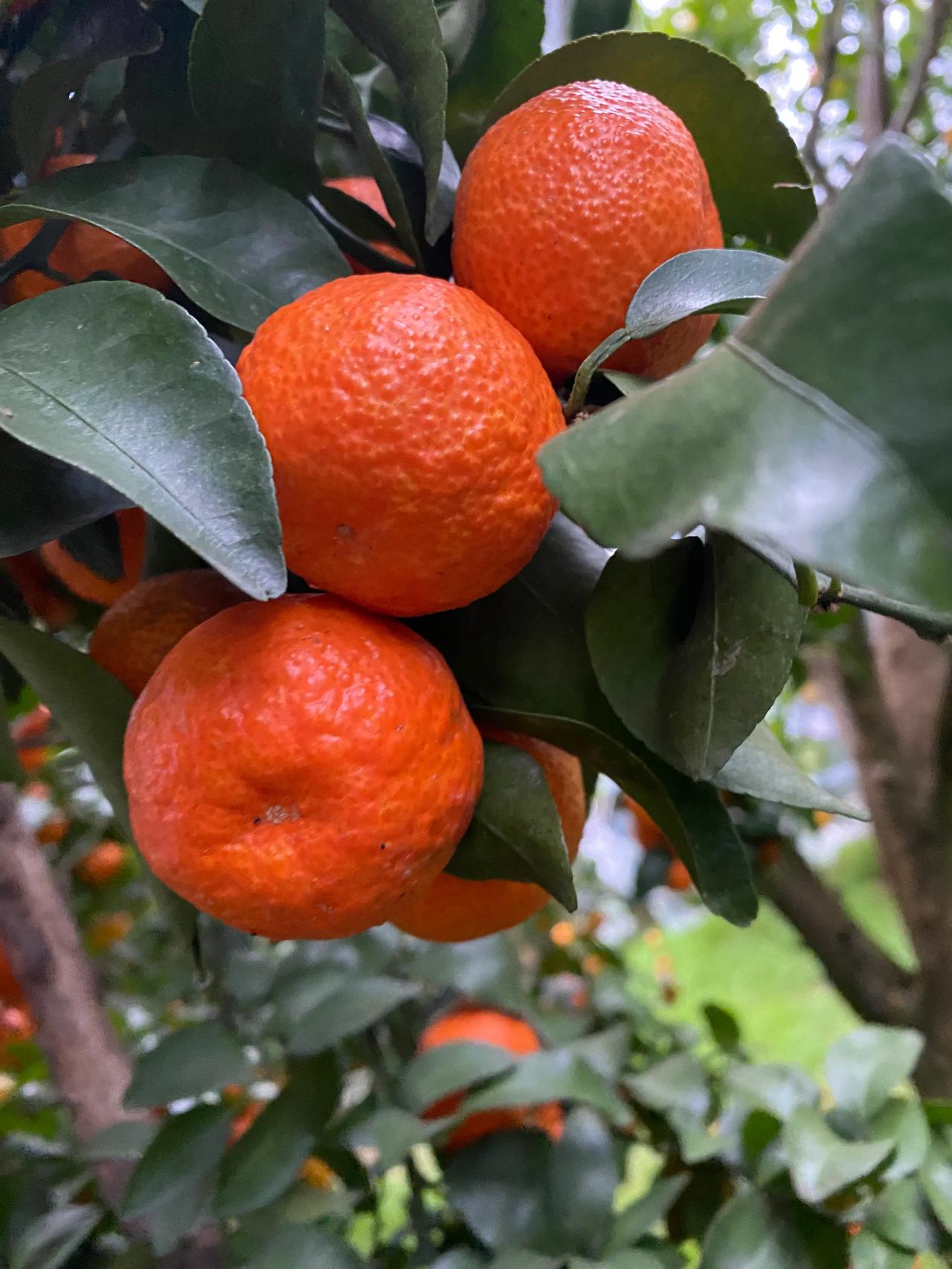 祝大家，小年快乐咯。