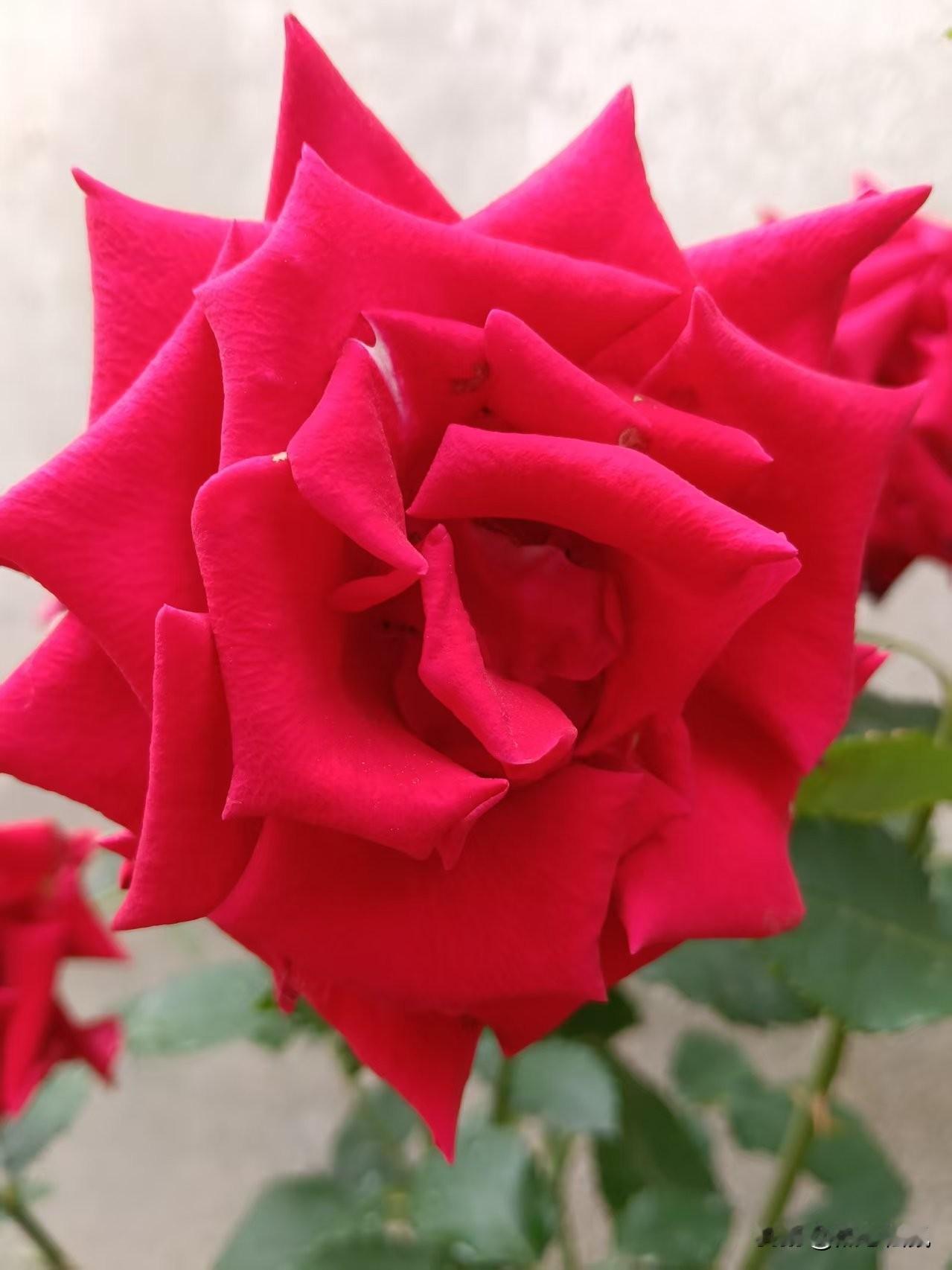 娇艳欲滴的红色玫瑰，绽放在春日里。🌹🌸玫粉色玫瑰