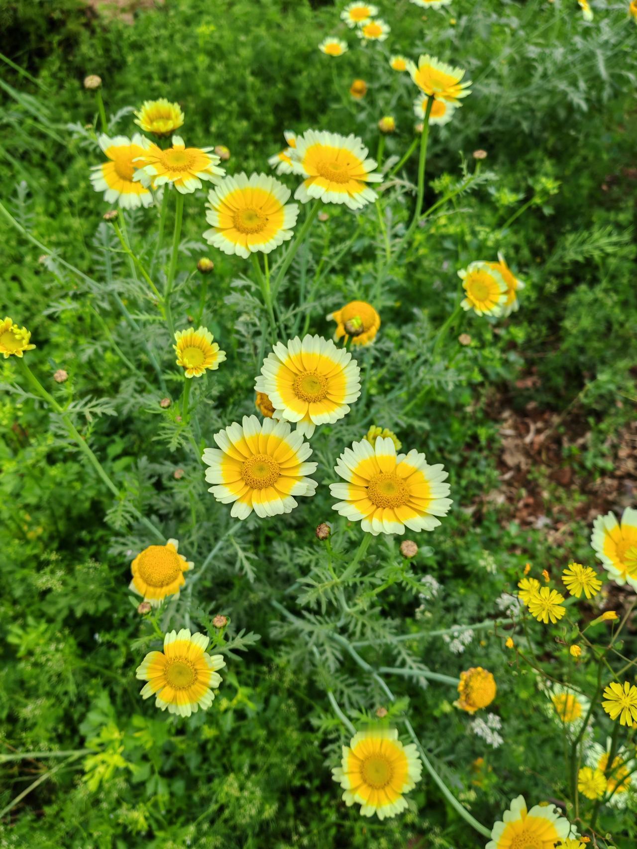 荒野自然生长的野菊花，在春光里独自盛开，压根就不管旁边油莱田里油菜花已全部凋谢。