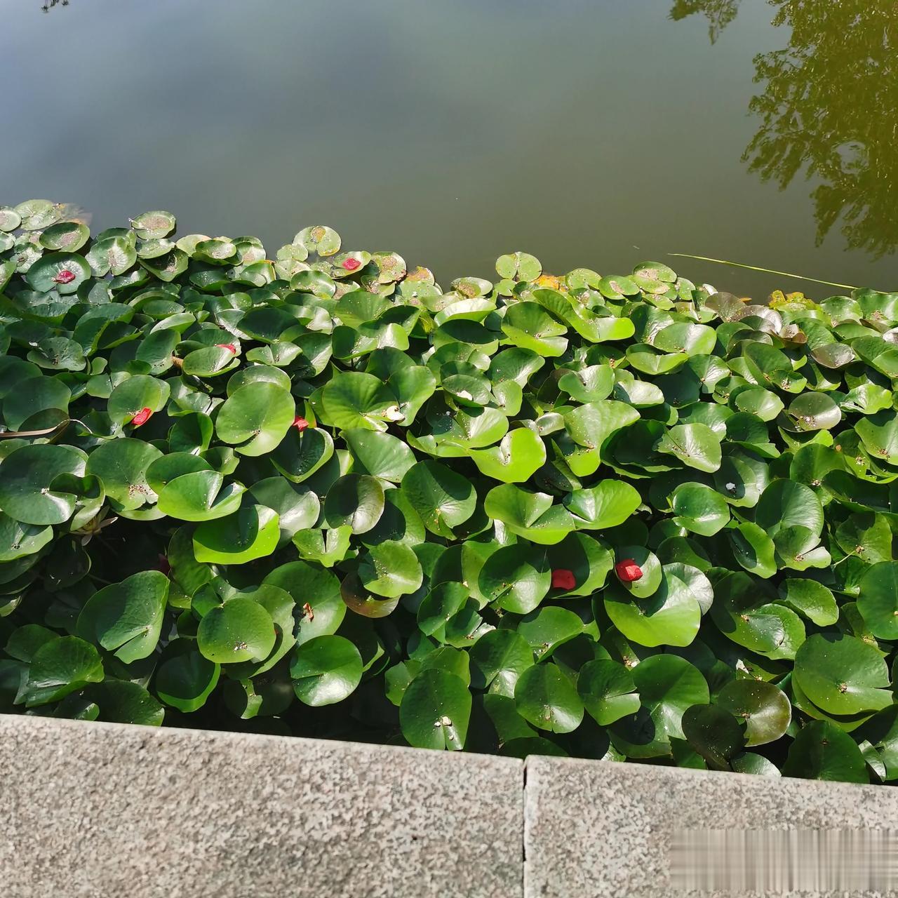 #秋日生活打卡记# 
荷叶罗裙一色裁，芙蓉向脸两边开。
——唐·王昌龄《采莲曲》