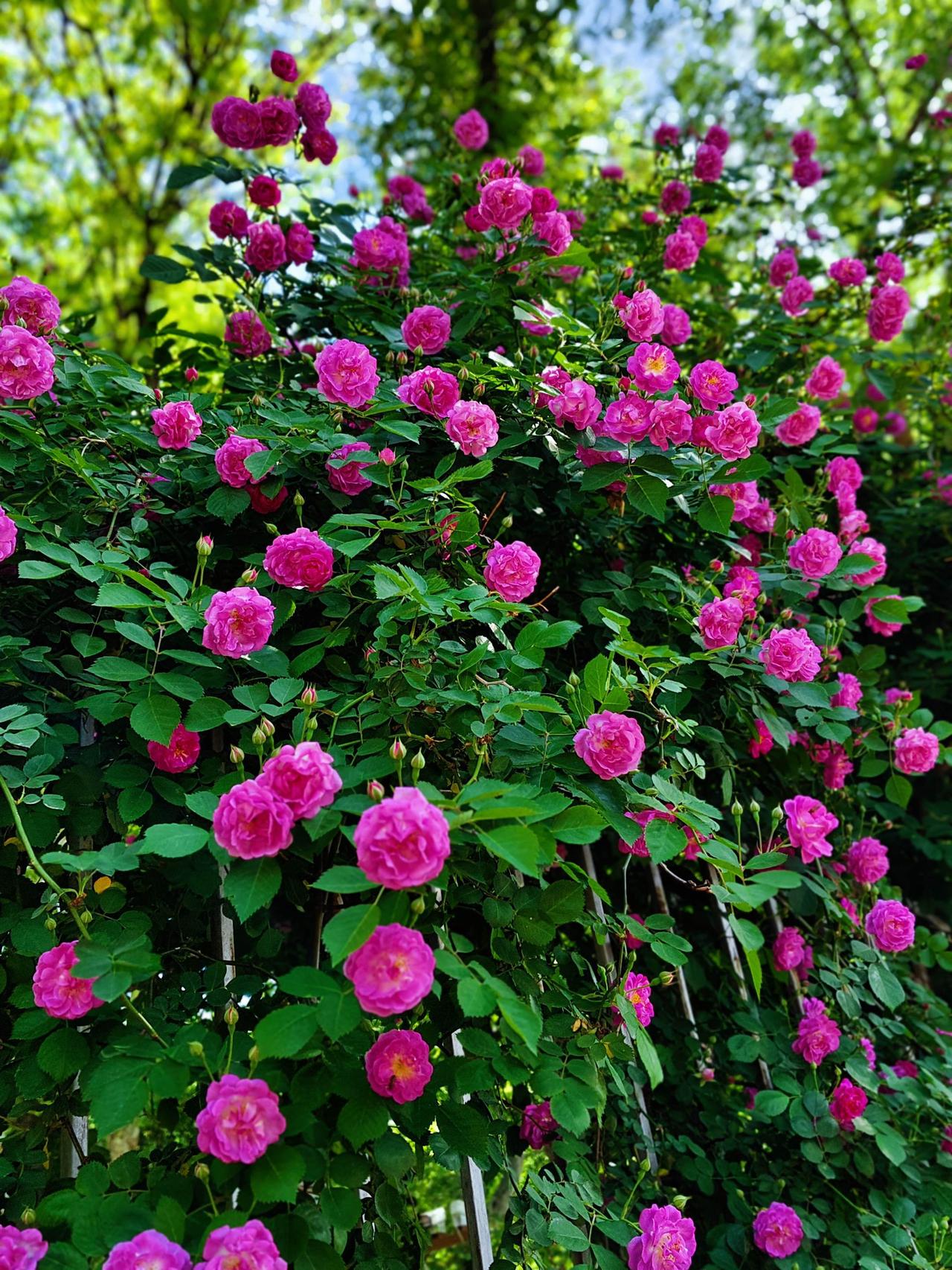 晨光初透，紫薇花像刚醒来的梦。

那紫色薄得透光，仿佛能看见花瓣里流淌的晨露。每