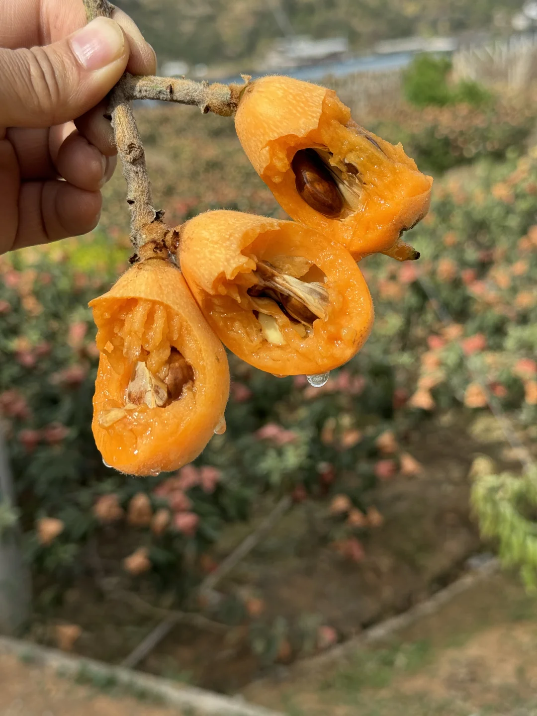 我知道这笔记一发出，很多人又要说我做假了！