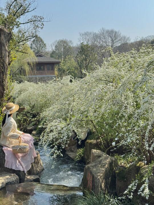 3.18日live实拍！！茶博雪柳已到最佳观赏期！！