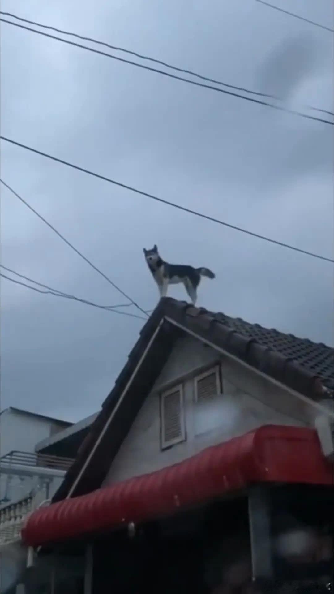 二哈：这是俺的天下……萌宠宠物