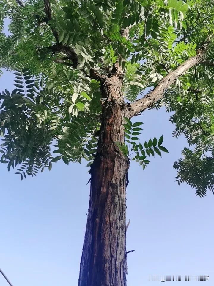 真心话茶局香椿是春季的时令菜，因长在香椿树上，又被称为“树上蔬菜”。香椿的最佳食