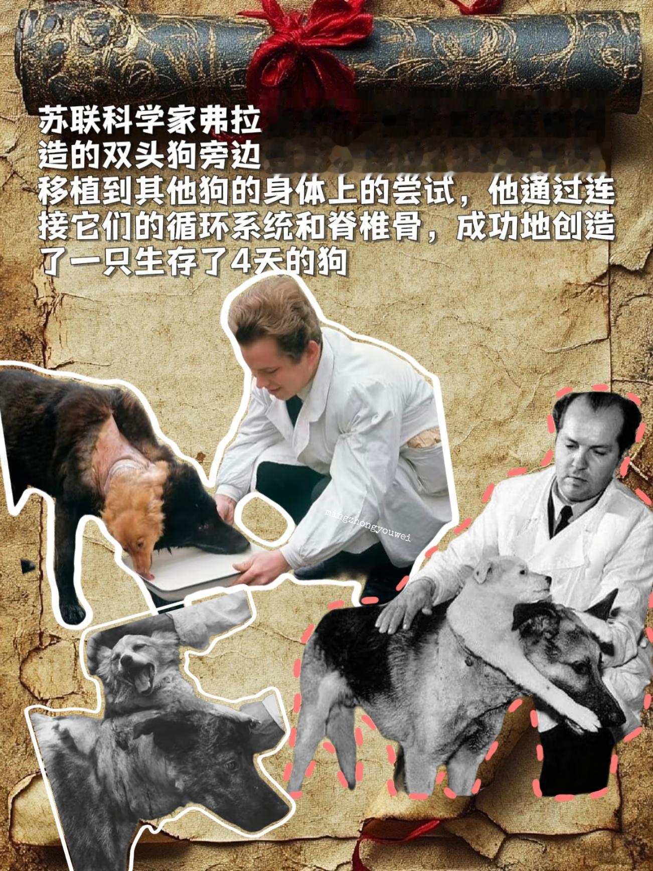 苏联科学家弗拉基米尔﹣德米霍夫在他创造的双头狗旁边合影。