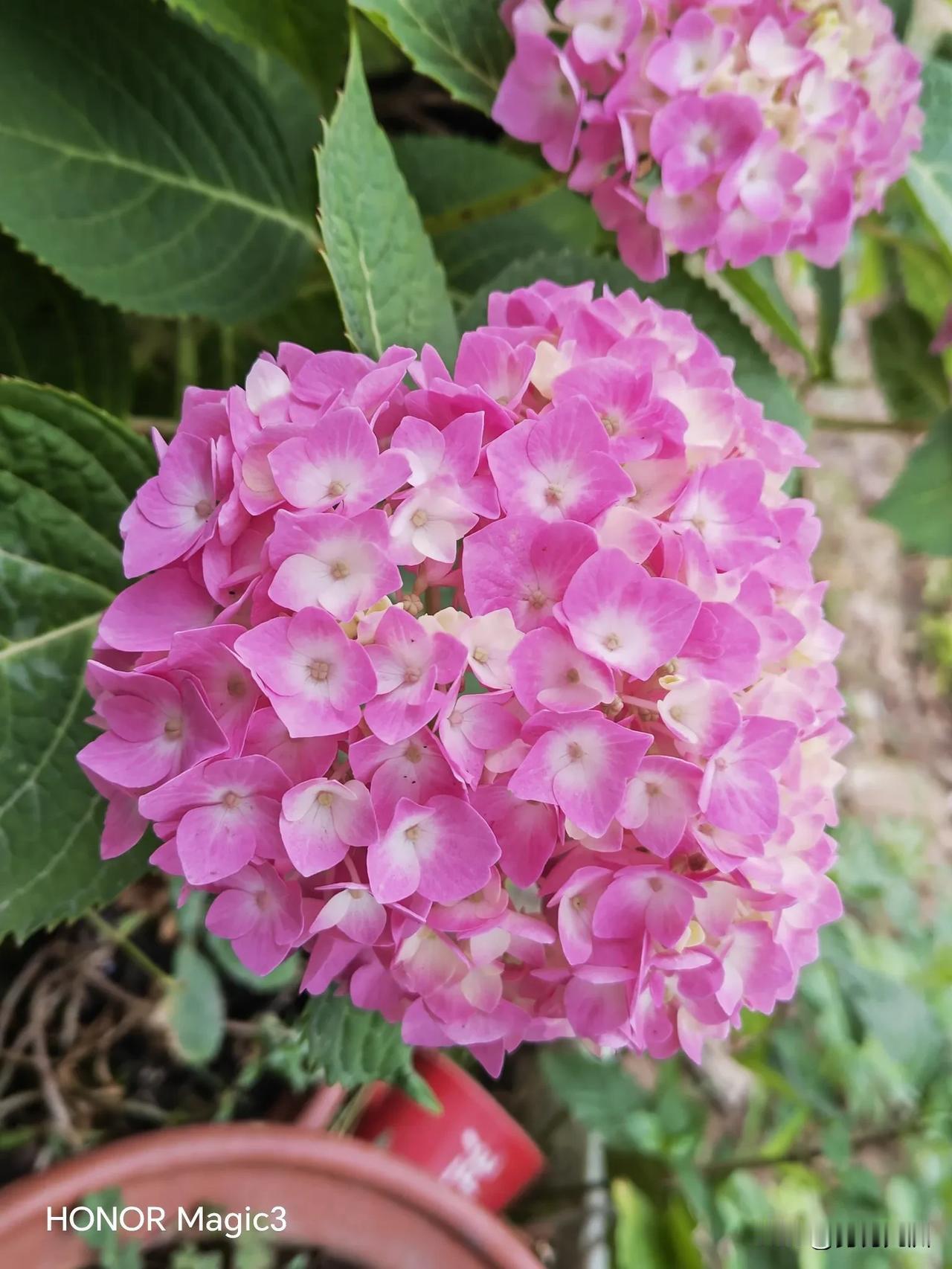 无尽夏之夏，花开正半