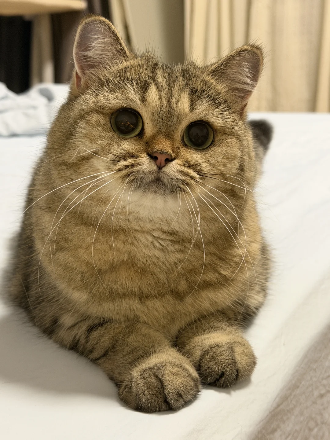 一辆小猫咪路过