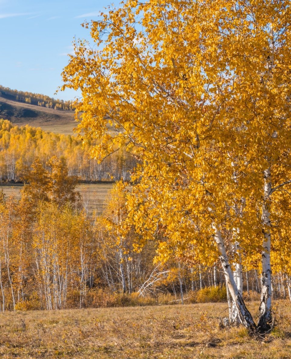 好好出门的一年年度旅行结算：阿尔山，中蒙边陲的童话秘境🎨当城市被雾霾与喧嚣笼罩
