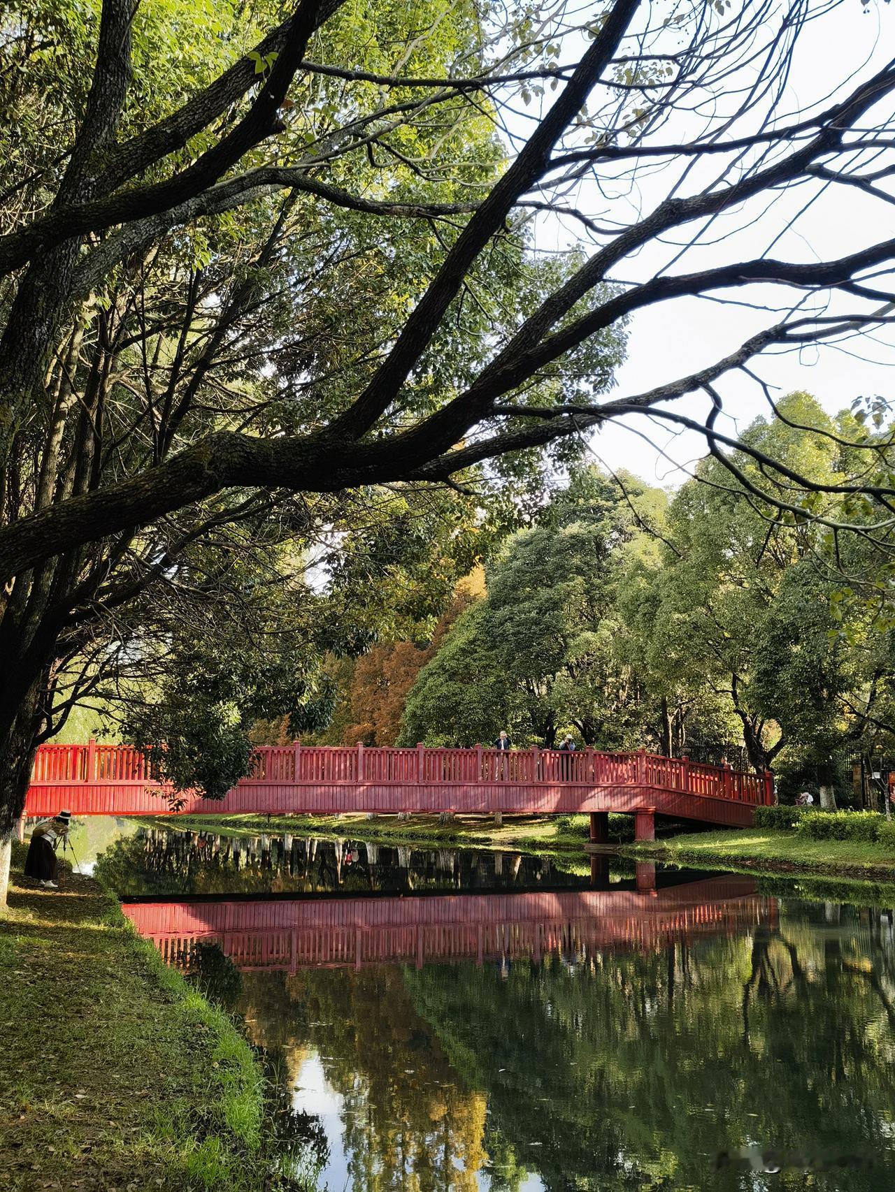 昆明采莲河，冬日小众宝藏旅行地！水杉飘红，倒影也会美得让人惊叹。很值得一去的旅拍