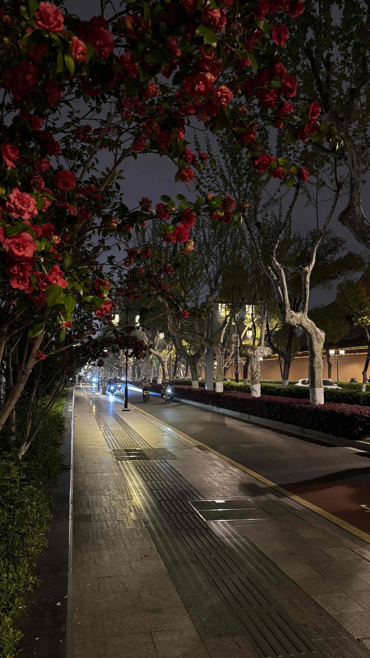 分享一张最近随手拍的照片夜过苏州中学，街灯明亮，路旁茶花在夜色里静静开着，晚风轻