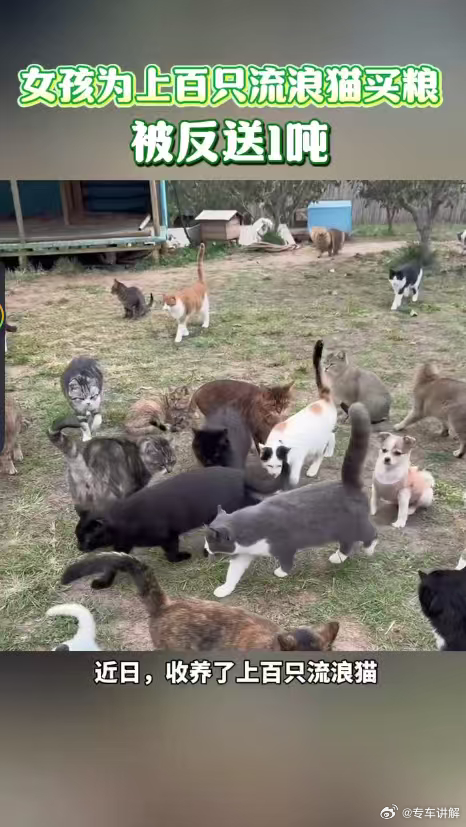 女孩为上百只流浪猫买粮被反送1吨喵届最良心的建筑师被送1吨猫粮 五月妈连线囤粮时