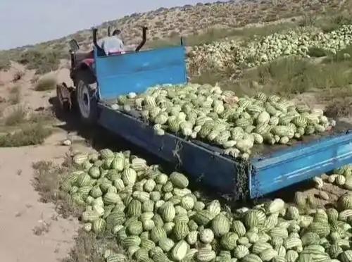一瓶矿泉水换仨西瓜，"谷贱伤农"不是段子是血泪

河南开封、中牟一带的瓜农最近苦