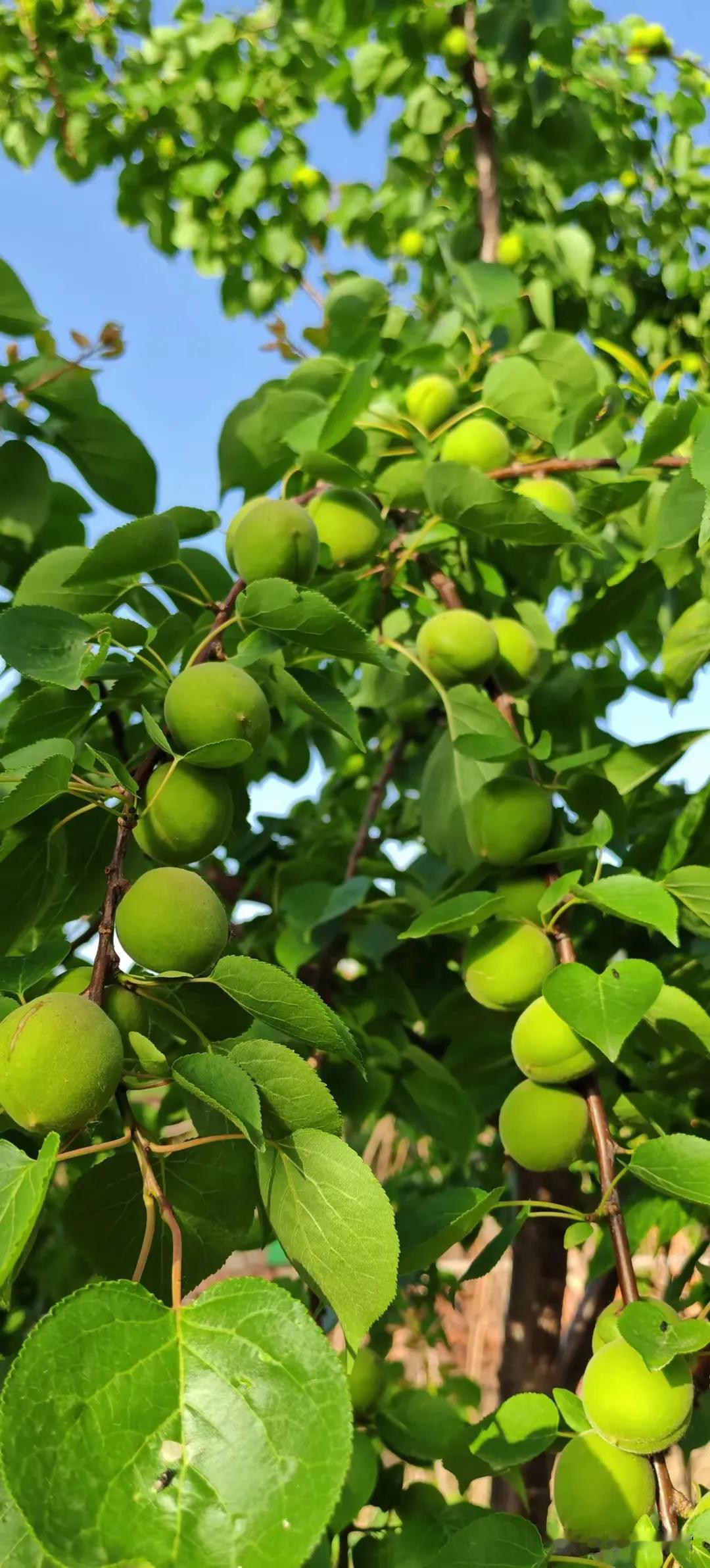 青 杏
停车歇息喇嘛川
一树青杏娆人眼
忆起儿时最爱物
而今一观满口酸