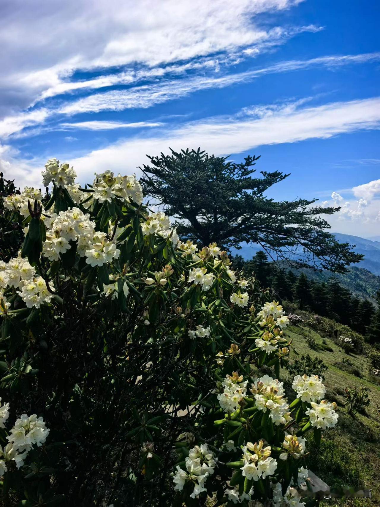 凉山索玛花之行·金阳印象。
辗转走完美姑、昭觉，此番踏入川滇交界的金阳，恰逢当地