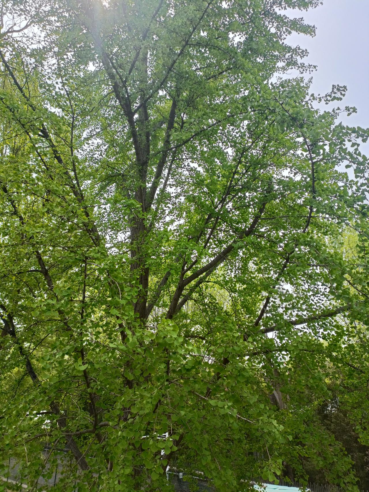 记录我的2026 2026年，我常待在那片小树林里记录生活。这里绿树成荫，空气格