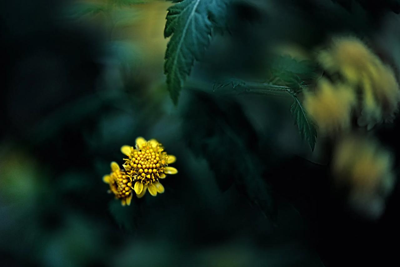 送给小小的黄花：
小小花儿，金色黄。
处处土儿，我都尝。
年年月儿，都开花。
朵