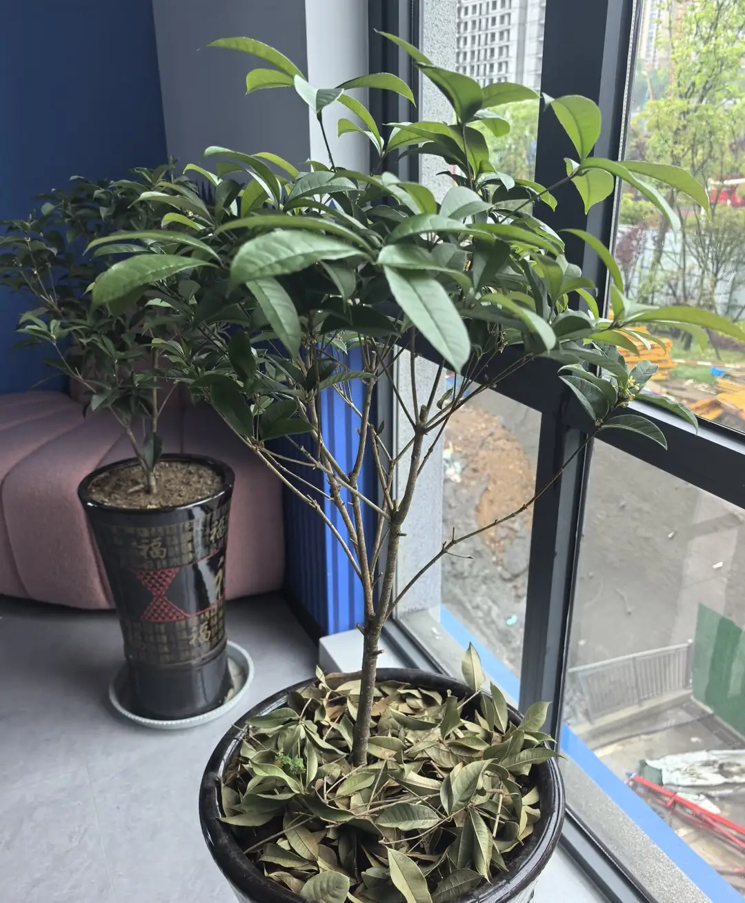 有一种尴尬叫买了“桂花”，幻想很美好，养后却一言难尽！ 