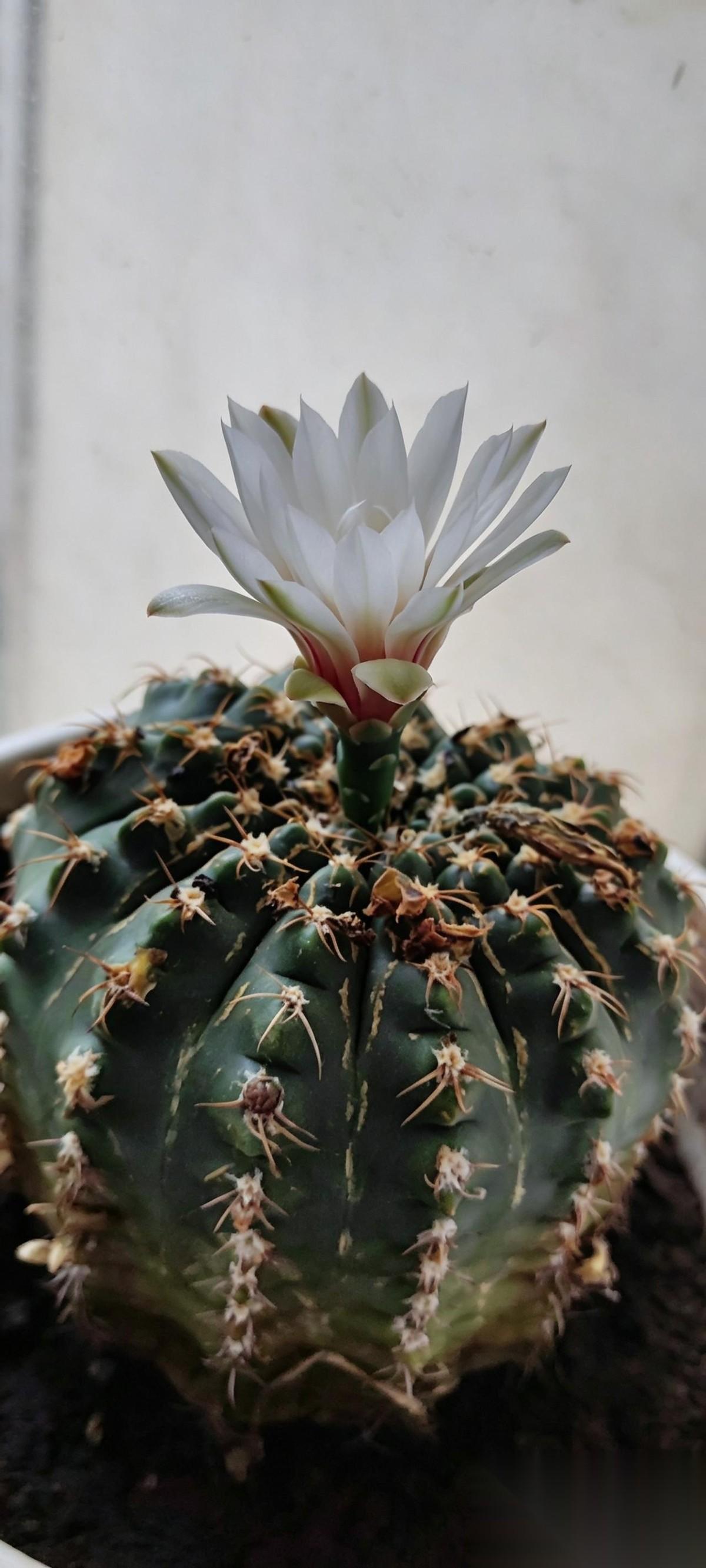 55岁，被养了十几年的仙人球，年年治愈着🌵很多人说仙人球开花难得，可我这盆陪了