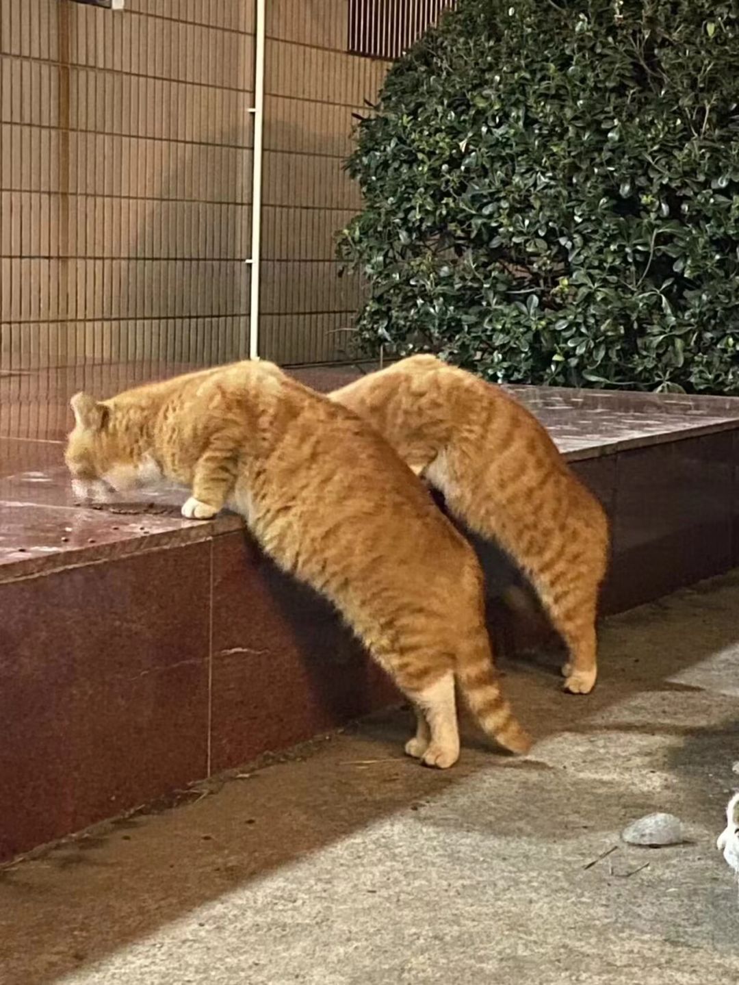 我去！影分猫！