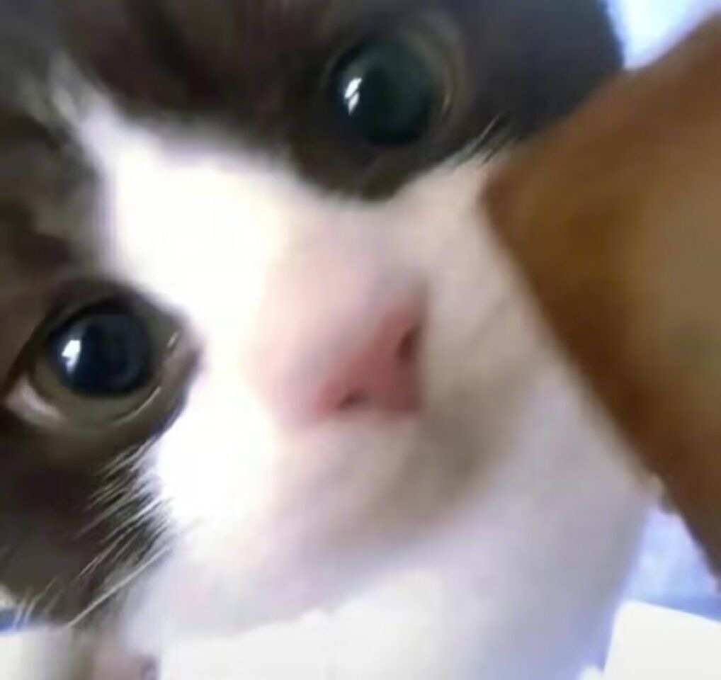 小猫怼脸 ​​​