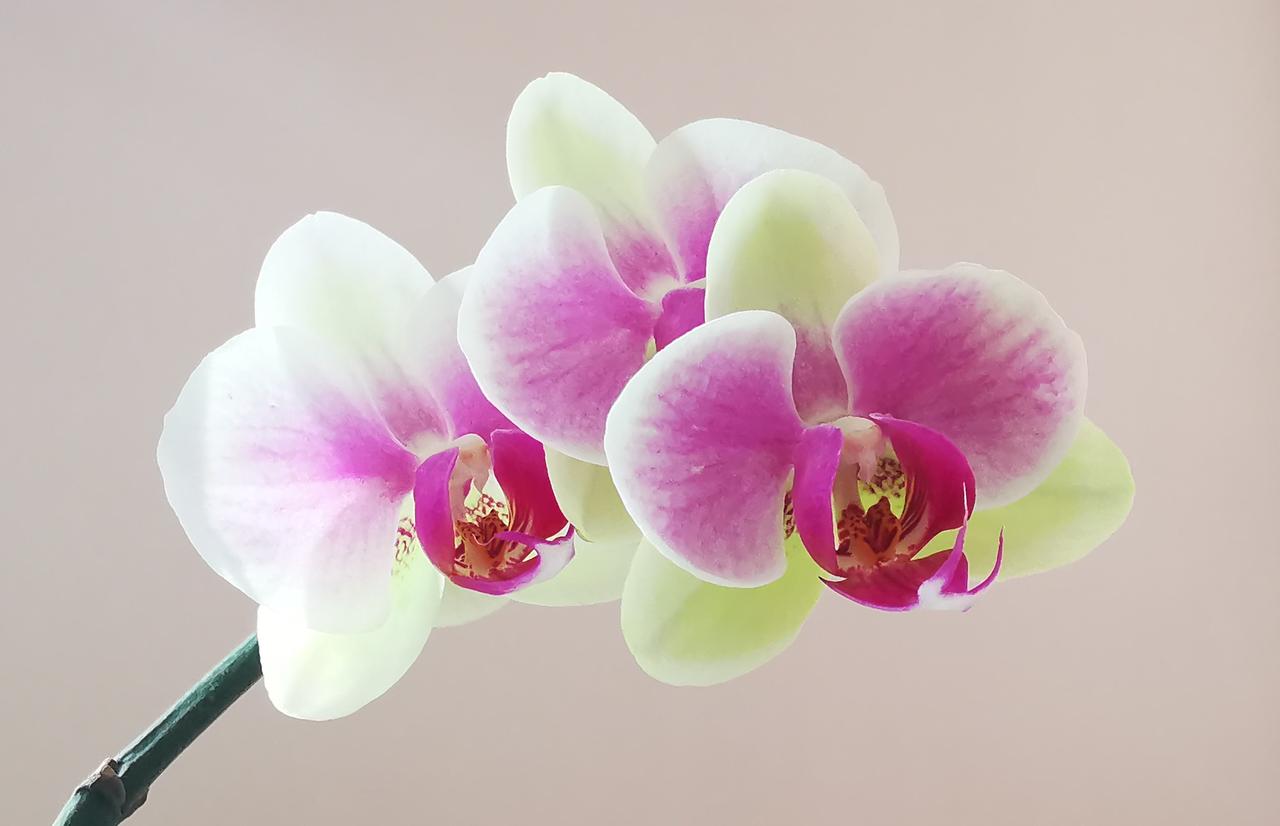 再过两日，便是春风入户的时节了。

春节，这时间的标点，周而复始，标注着我们一去