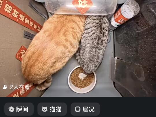 大胖橘和小狸花这个体型差😂