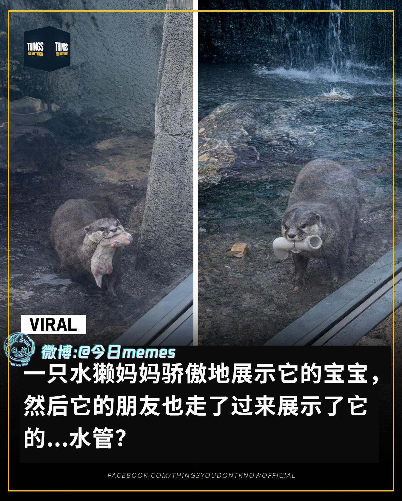 就说厉不厉害（9gag）今日meme今日memes