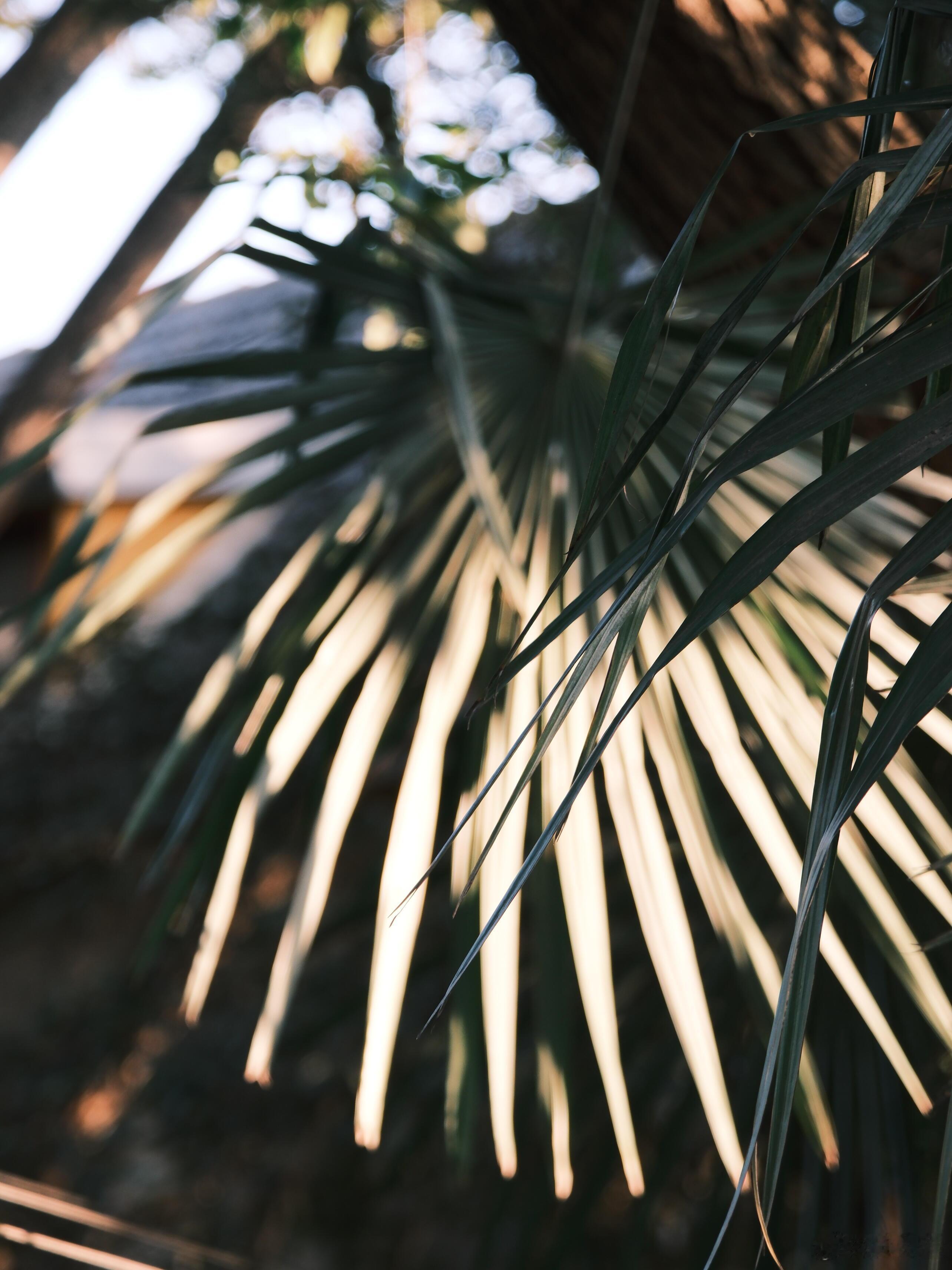 我说不出爱你的理由 但我知道 你就是我不爱别人的理由 我喜欢你 就像南港的花猫 