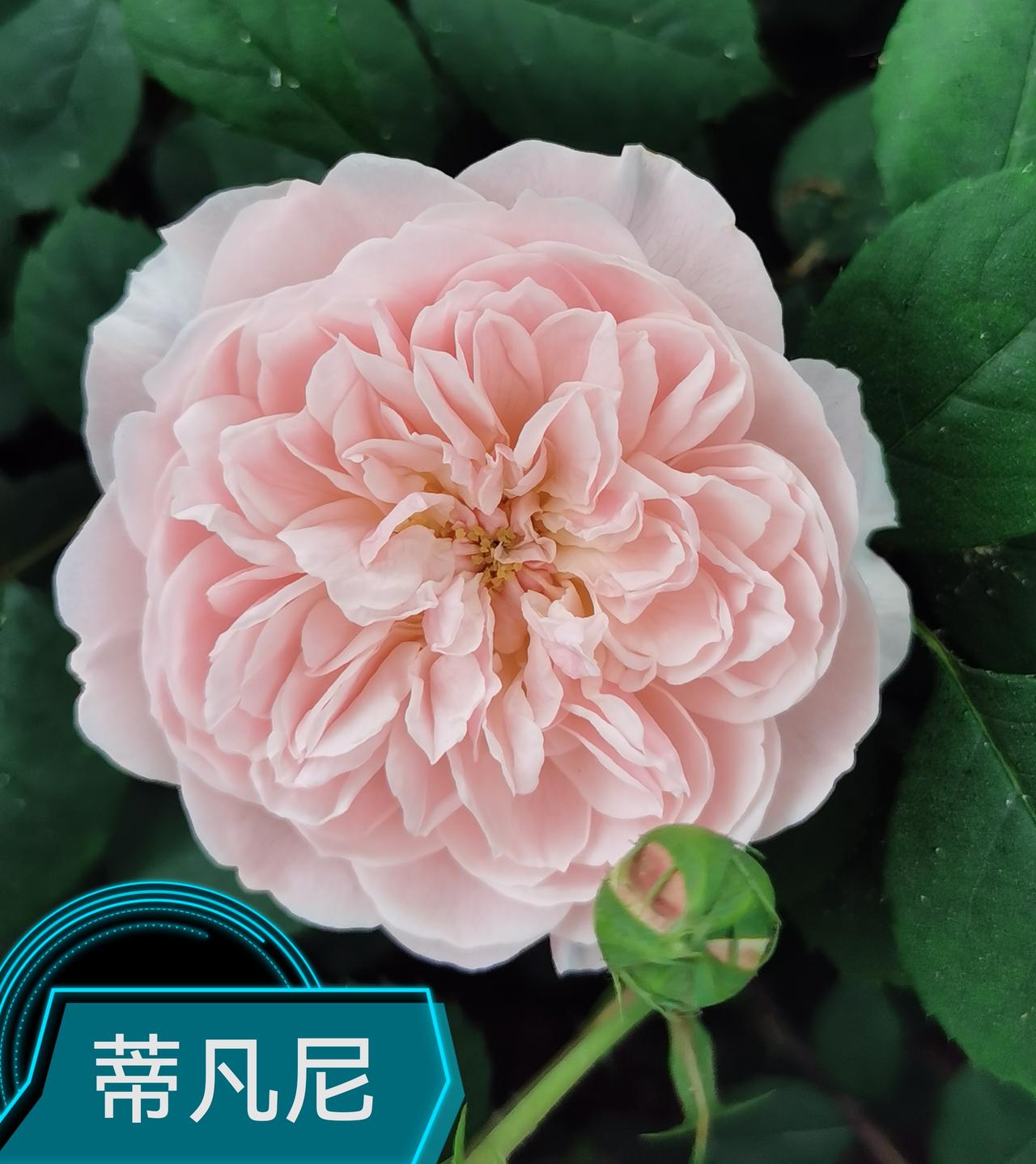 汉中金牛路盛开着美丽的月季花