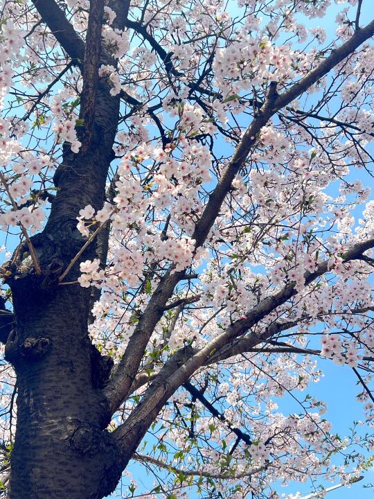🇰🇷手机里储存的樱花🌸