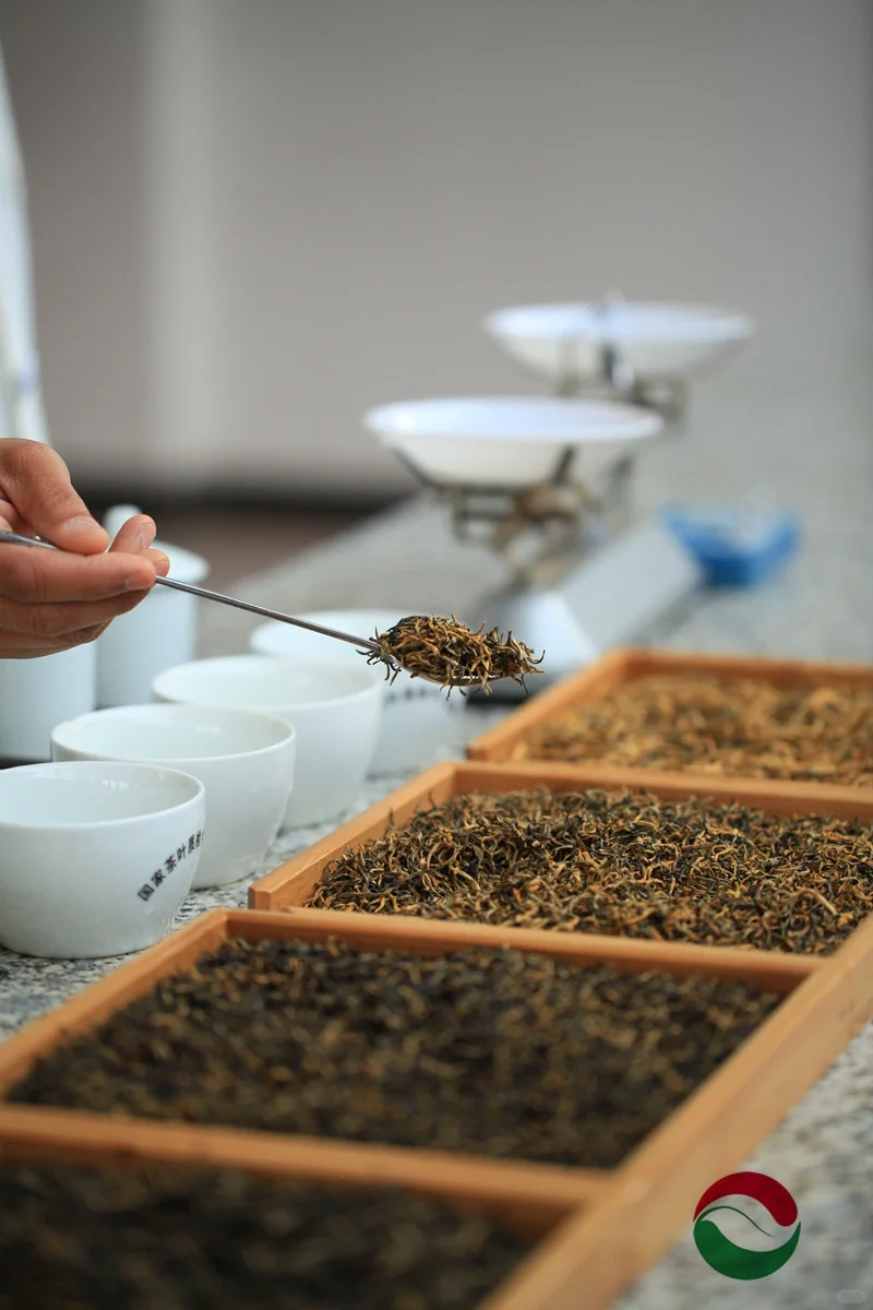 85年匠心传承——“滇红茶制作技艺”