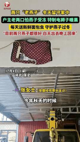 太有灵性了！河北一对老夫妻回家，发现一群燕子站成一排，准备南飞过冬！本以为它们会