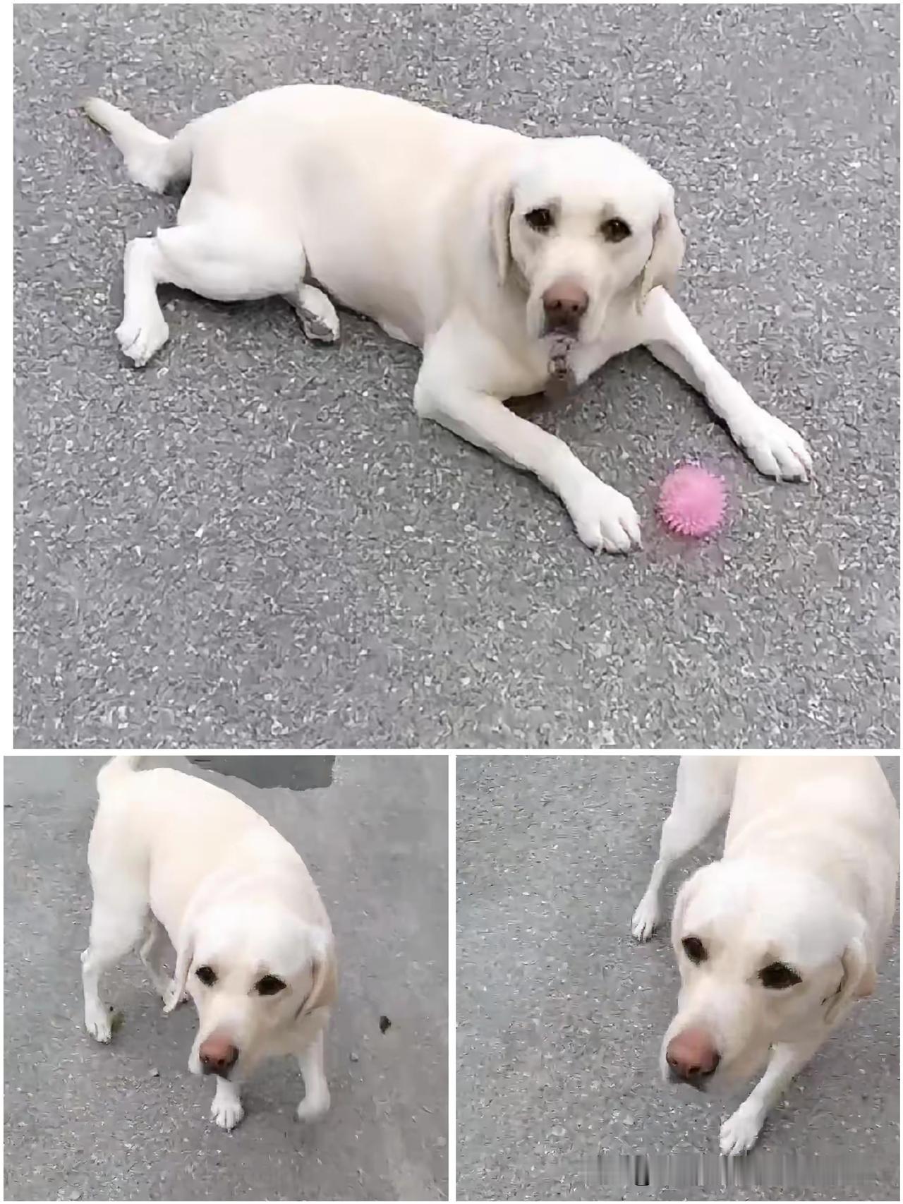 终于见到芬迪啦！这趟70公里的奔赴太值了，大连网友“胖大妞”带回的消息，总算让牵