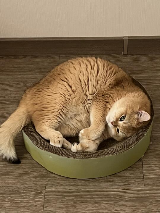 怎么这猫窝又缩小啦！