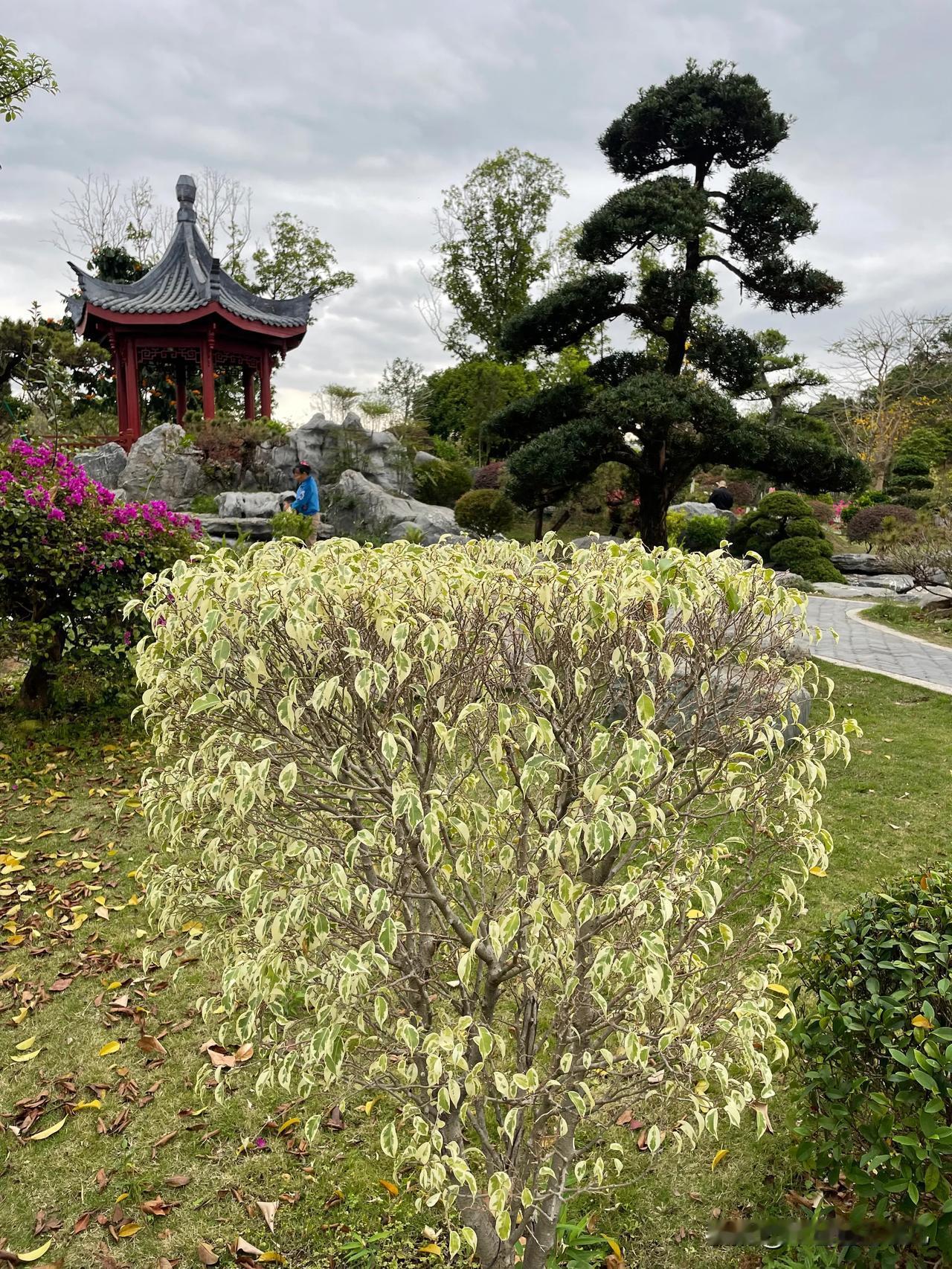 踏入东莞植物园的华芳苑，仿佛误入了隐匿于喧嚣尘世的桃源。

一座古朴亭子坐落其中